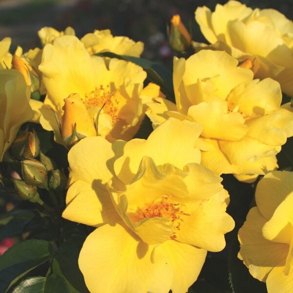 Rose Kolorscape® Lemon Fizz™