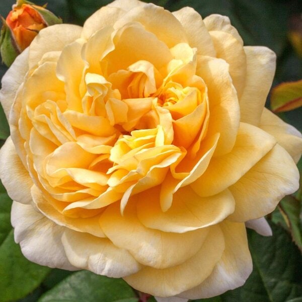 Rose Moonlight Romantica®