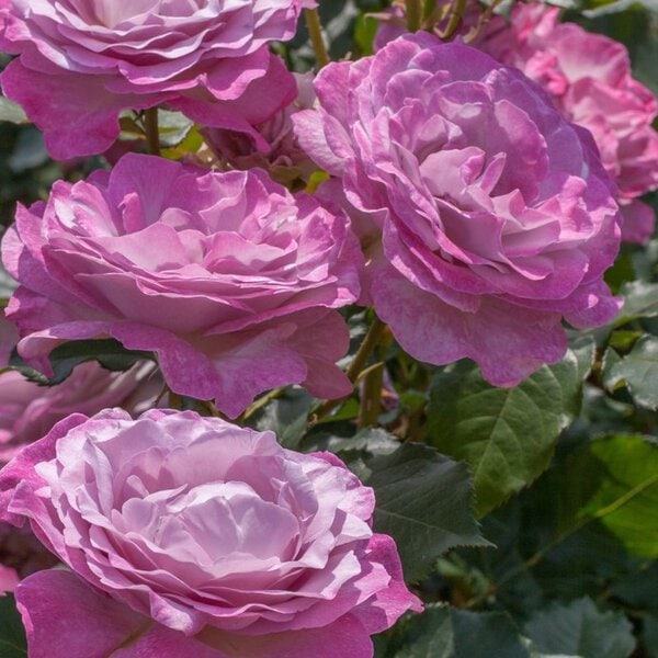 Rose 'Nicole Carol Miller