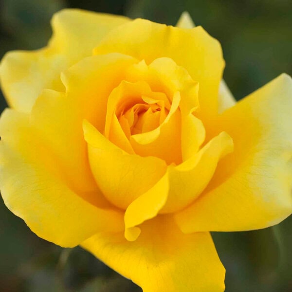 Rose Gina Lollobrigida