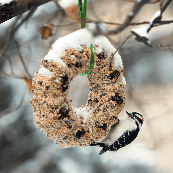 How to Store Bird Seed