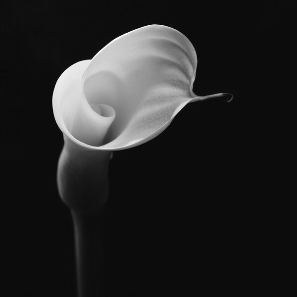 Calla I