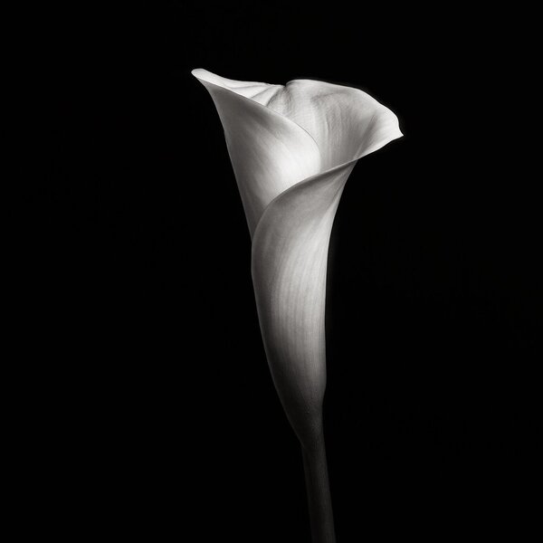 Calla III
