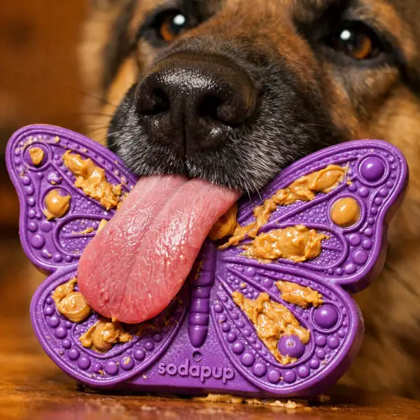 Berger allemand léchant un papillon Sodapup garni de beurre de cacahuète.