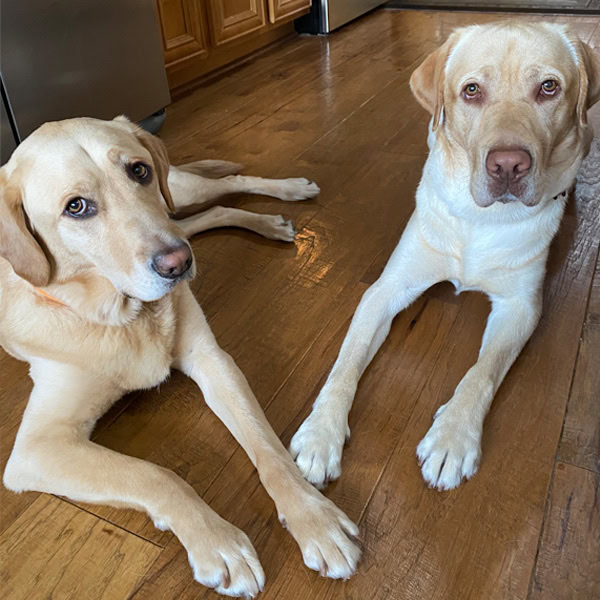 Pet friendly flooring