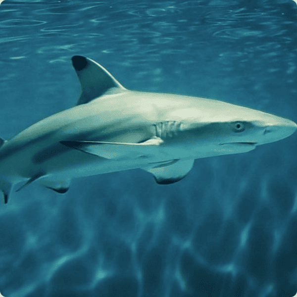 Scuba diving in Koh Phi Phi, Thailand with vibrant coral reefs