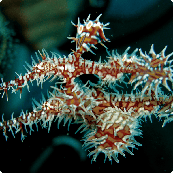 Scuba diving in Koh Phi Phi, Thailand with vibrant coral reefs