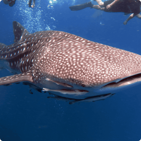 Scuba diving in Koh Phi Phi, Thailand with vibrant coral reefs