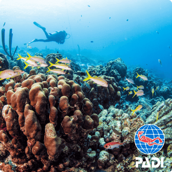 PADI Advanced Open Water Diver Course(AOW) in Koh Phi Phi - Image 6