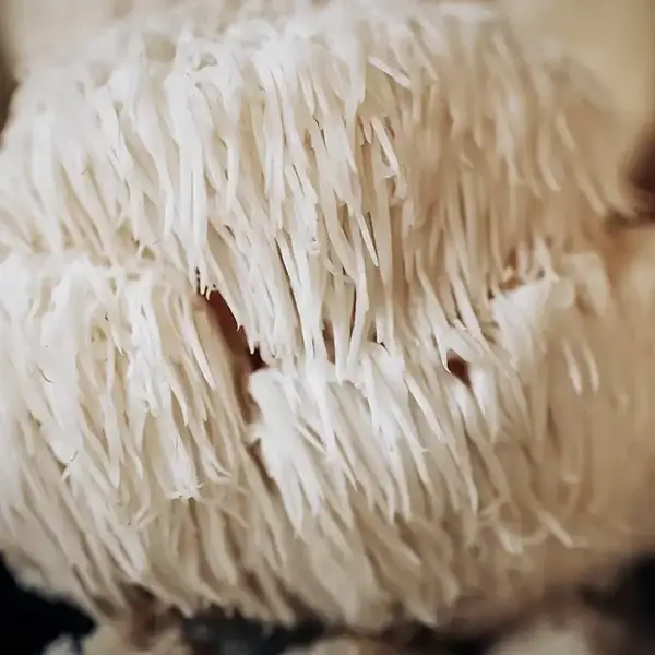 Kit Cogumelos - Juba de Leão