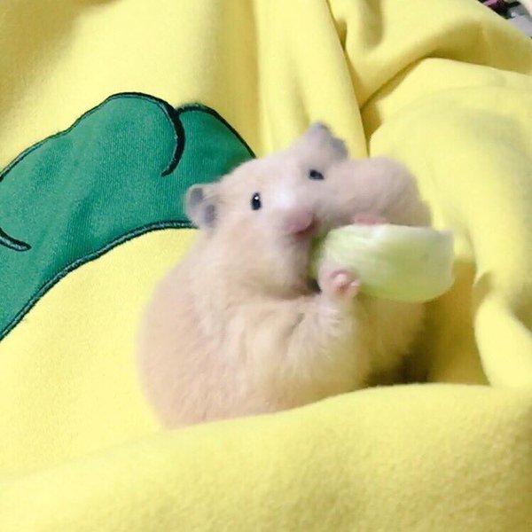 kinkuma-eat-cabbage