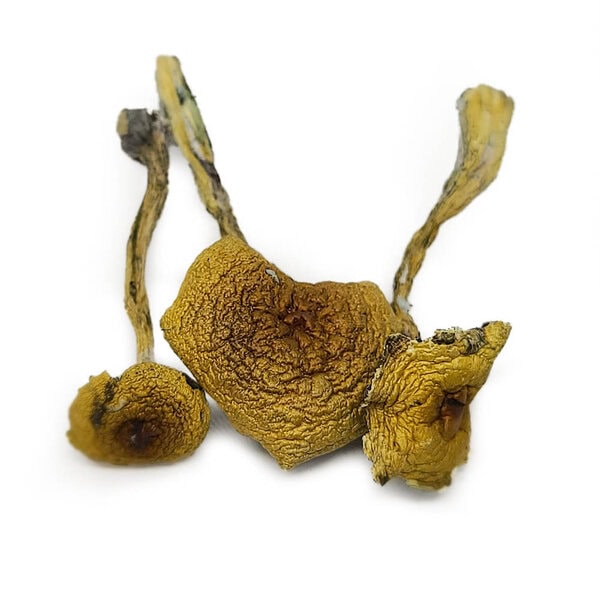 Brazilian Cubensis Shrooms