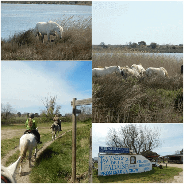Camargue Ponies