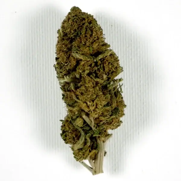 Fleur de CBD North West - 7,6 %