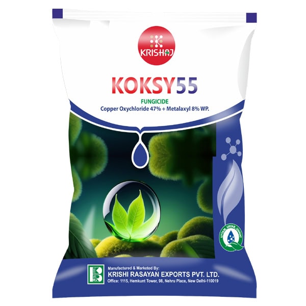 Koksy 55_600x600