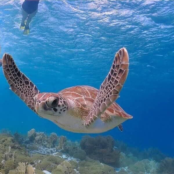 Schnorcheln Marsa Alam:Die besten 5 Schnorchel-Touren in Marsa Alam