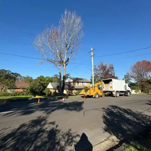 Tree Removal Auburn
