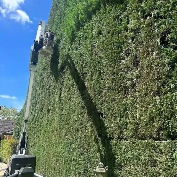 Tree Removal Saint Ives