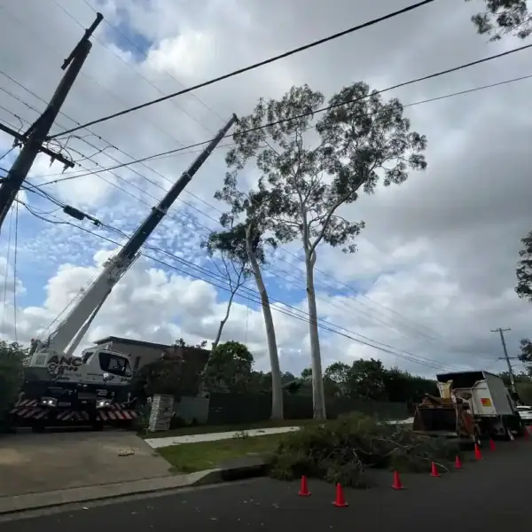 Tree Removal Service Baulkham Hills