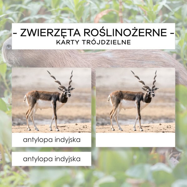 Zwierzęta roślinożerne - karty trójdzielne 24 szt.