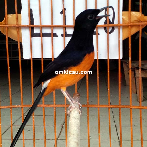 Leuser Bird Shop Pekanbaru