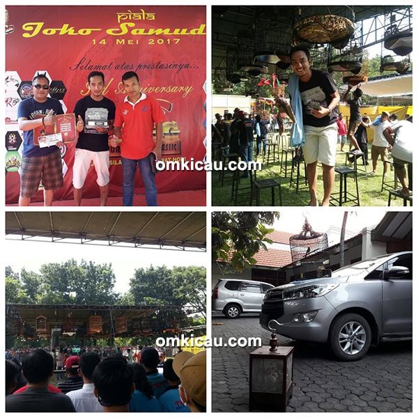 perawatan murai batu mick jagger