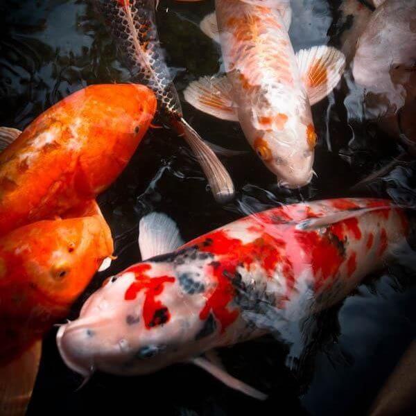 cropped-japanese-koi-carps-japanese-wedding-pinterest