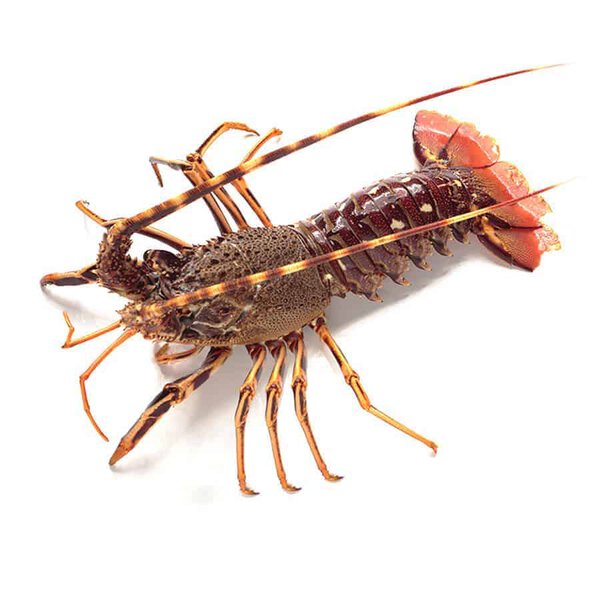 Aragosta