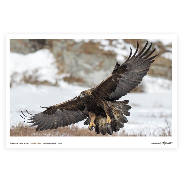 Golden Eagle-horizontal Poster v1