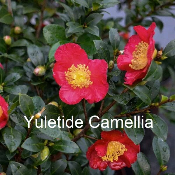 Sasanqua Camellia