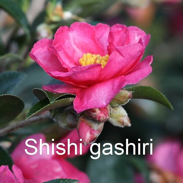 Sasanqua Camellia