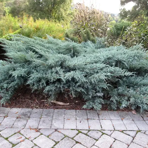Junipers (Non-native)