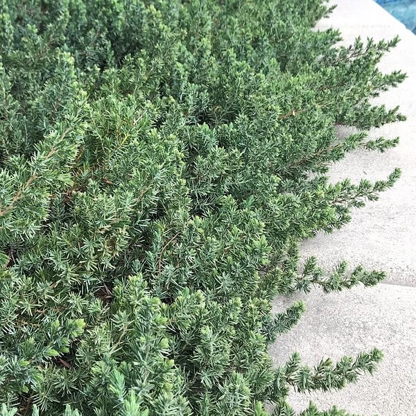 Junipers (Non-native)