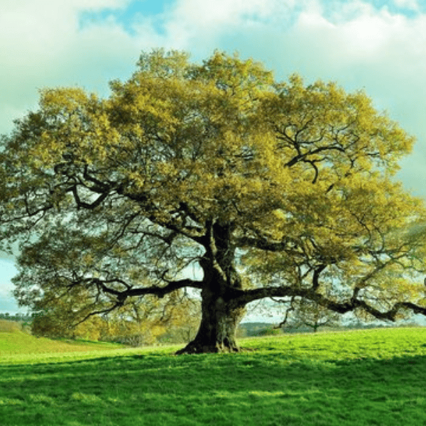 Blog Post - suvastu properties