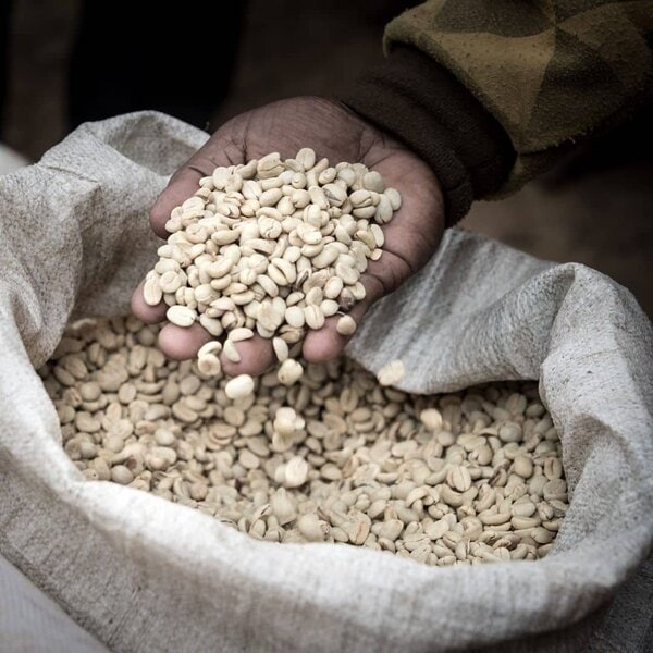 Korgua Estate AA Washed Bourbon - Image 13