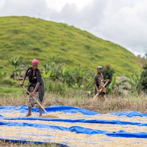 Korgua Estate AA Washed Bourbon - Image 11