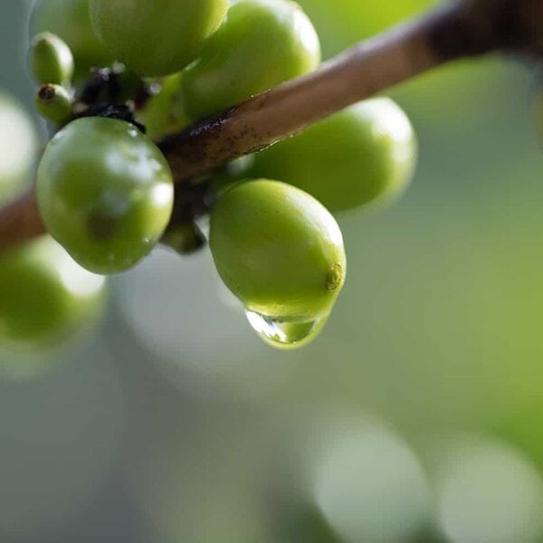 Korgua Estate AA Washed Bourbon - Image 3