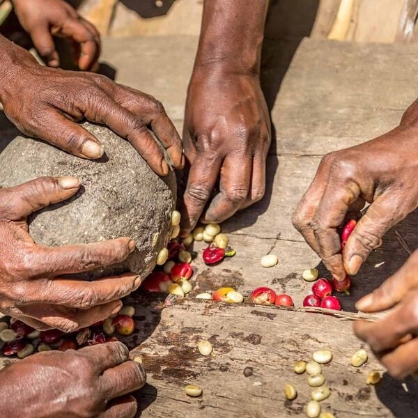 Korgua Estate AA Washed Bourbon - Image 9