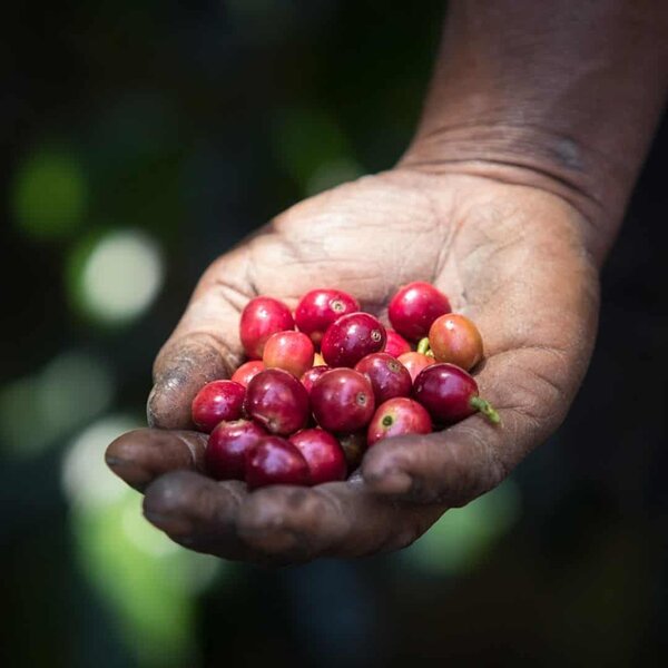 Korgua Estate AA Washed Bourbon - Image 5