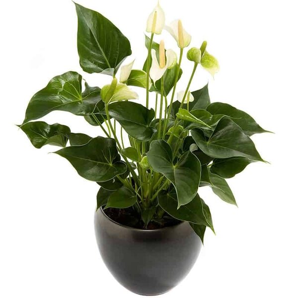 anthurium_in_pot