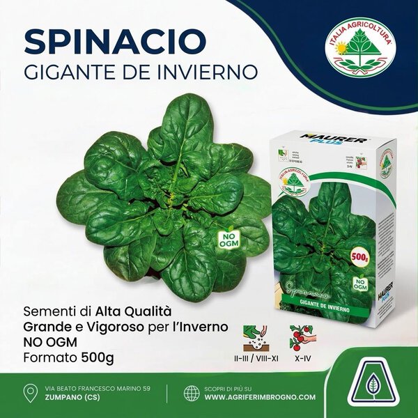 Sementi di Spinacio Gigante de Invierno (500g) – Italia Agricoltura