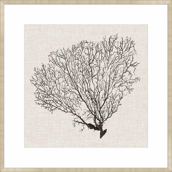 Shadow Sea Fan IV - 10cm Mount Board Sm. Box Champagne