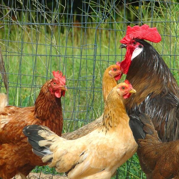 A Family Of Chickens