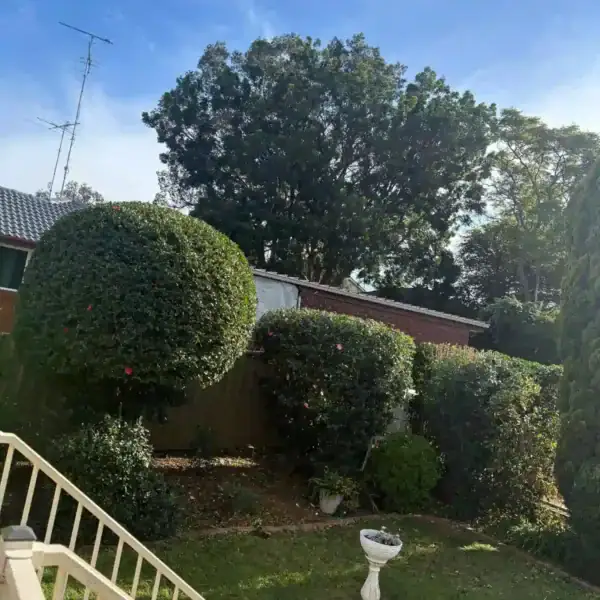 Tree Removal Chatswood