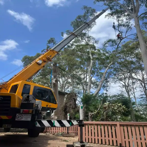 Tree Removal Maroota