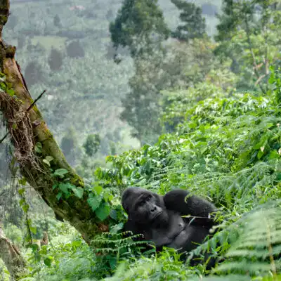 gorilla-trekking-in-bwindi