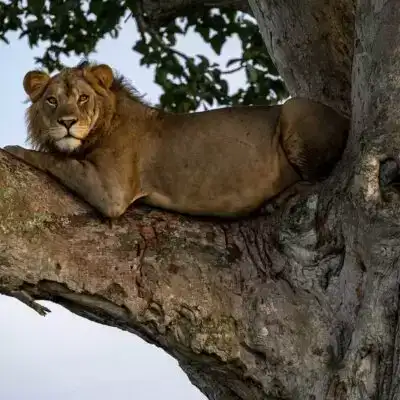 tree-climbing-lions-uganda