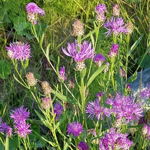 Ahdekaunokki - Centaurea jacea - Rödklint - Siemenet täältä!