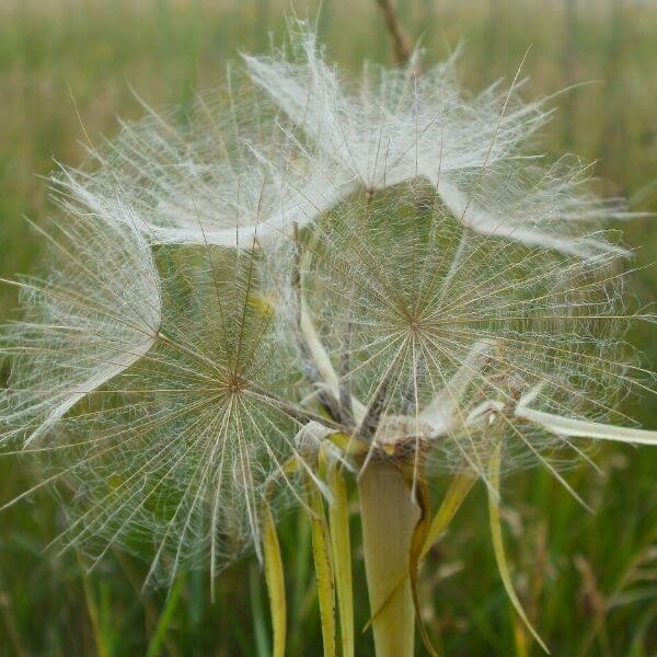 Pukinparta (Tragopogon pratensis) – suuret ja ilmavat lenninhaivenet luonnollisessa ympäristössä.