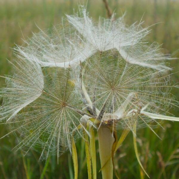 Pukinparta - Tragopogon pratensis - Ängshaverrot - Lenninhaivenet - Siemenet täältä!